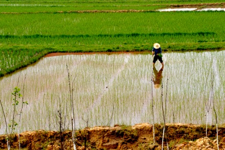 BET_7840.rice.farmer